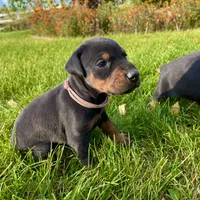 Pink, a female Doberman Pinscher for sale in Cheney, WA – 1 of 6