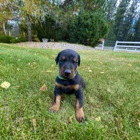 Green, a male Doberman Pinscher for sale in Cheney, WA – 9 of 9