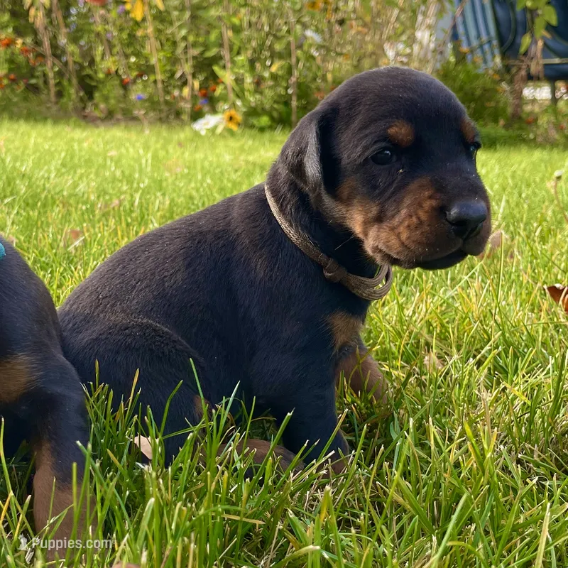 Brown – Doberman Pinscher puppy for sale in Cheney, WA