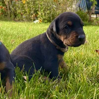 Brown, a male Doberman Pinscher for sale in Cheney, WA – 1 of 5