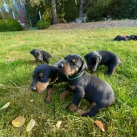 Green, a male Doberman Pinscher for sale in Cheney, WA – 7 of 9