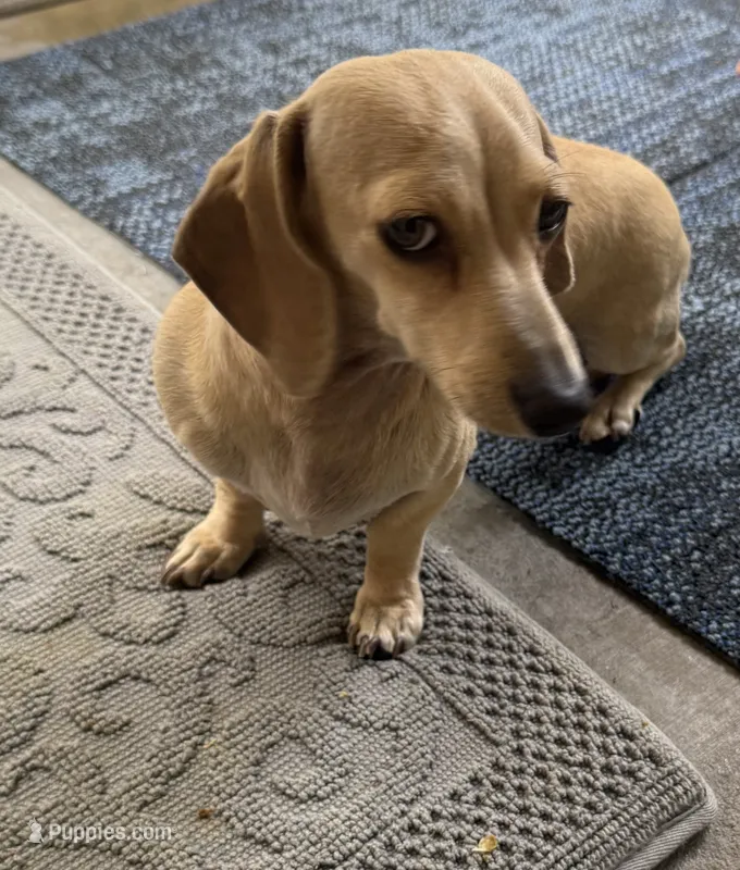 Lexi – Miniature Dachshund puppy for sale in Santee, CA