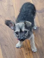 Bridget, a female Chipoo for sale in San Antonio, TX – 4 of 7