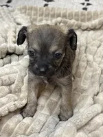 Bridget, a female Chipoo for sale in San Antonio, TX – 3 of 7