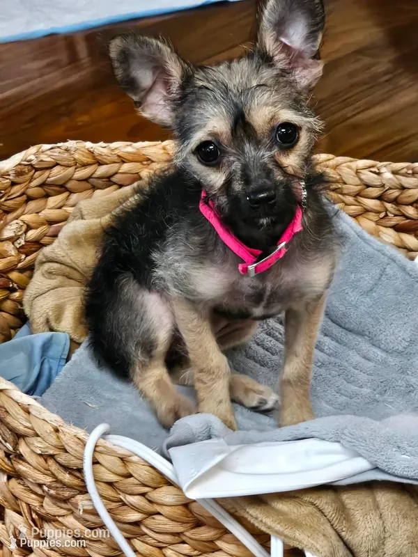 Bridget – Chipoo puppy for sale in San Antonio, TX