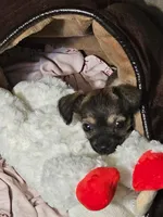 Bridget, a female Chipoo for sale in San Antonio, TX – 2 of 7