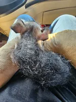 Bridget, a female Chipoo for sale in San Antonio, TX – 5 of 7