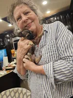 Bridget, a female Chipoo for sale in San Antonio, TX – 6 of 7