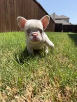 Angel, a male French Bulldog for sale in Frisco, TX – 3 of 5