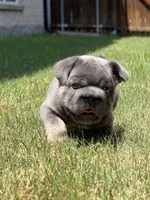Rocky, a male French Bulldog for sale in Frisco, TX – 3 of 7