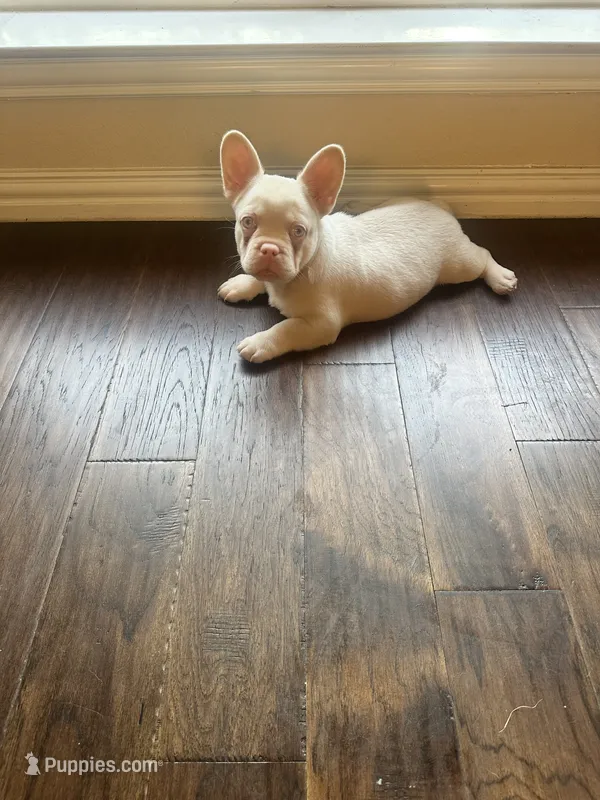 Angel – French Bulldog puppy for sale in Frisco, TX