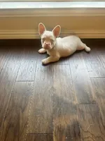 Angel, a male French Bulldog for sale in Frisco, TX – 1 of 10