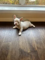Angel, a male French Bulldog for sale in Frisco, TX – 10 of 10