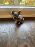 Rocky, a male French Bulldog for sale in Frisco, TX – 7 of 10