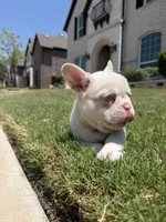 Angel, a male French Bulldog for sale in Frisco, TX – 2 of 5