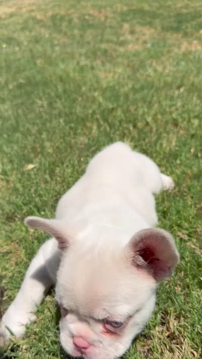 Angel, a male French Bulldog for sale in Frisco, TX – 5 of 5