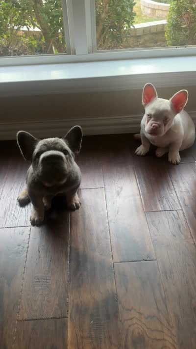 Rocky, a male French Bulldog for sale in Frisco, TX – 9 of 10