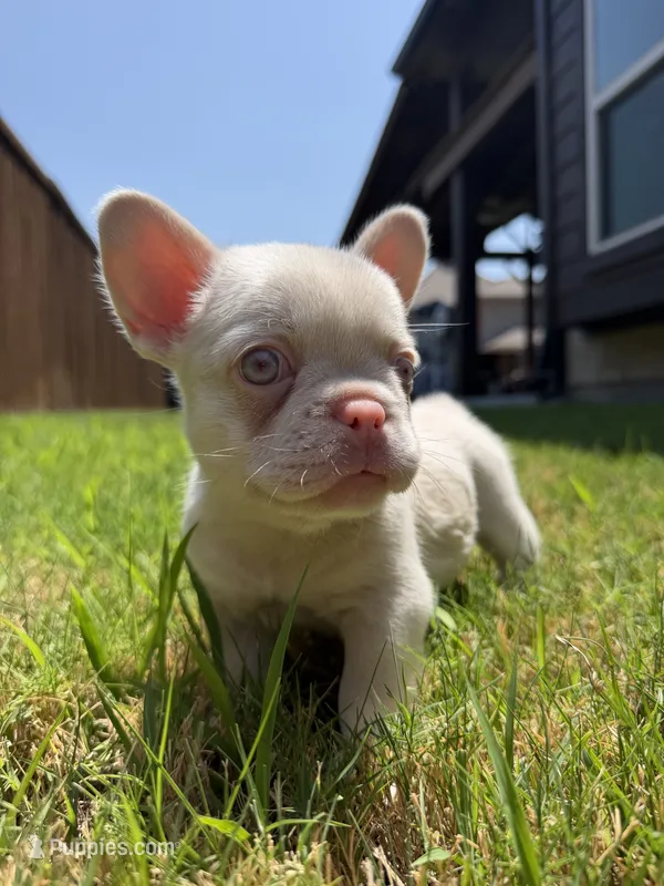 Angel – French Bulldog puppy for sale in Frisco, TX