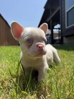 Angel, a male French Bulldog for sale in Frisco, TX – 1 of 5