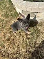 Rocky, a male French Bulldog for sale in Frisco, TX – 6 of 10