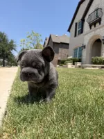 Rocky, a male French Bulldog for sale in Frisco, TX – 4 of 7
