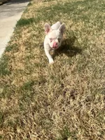 Angel, a male French Bulldog for sale in Frisco, TX – 5 of 10