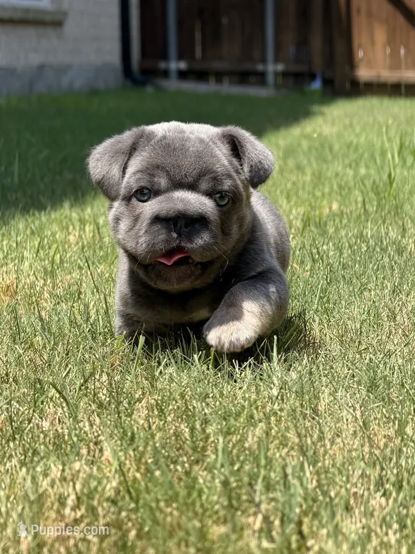 Rocky – French Bulldog puppy for sale in Frisco, TX