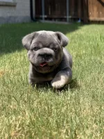 Rocky, a male French Bulldog for sale in Frisco, TX – 1 of 7