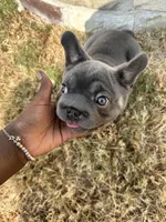 Rocky, a male French Bulldog for sale in Frisco, TX – 2 of 10