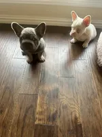 Rocky, a male French Bulldog for sale in Frisco, TX – 5 of 10