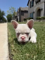 Angel, a male French Bulldog for sale in Frisco, TX – 4 of 5