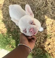 Angel, a male French Bulldog for sale in Frisco, TX – 2 of 10