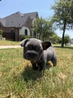 Rocky, a male French Bulldog for sale in Frisco, TX – 5 of 7