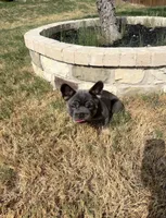 Rocky, a male French Bulldog for sale in Frisco, TX – 3 of 10