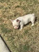 Angel, a male French Bulldog for sale in Frisco, TX – 8 of 10