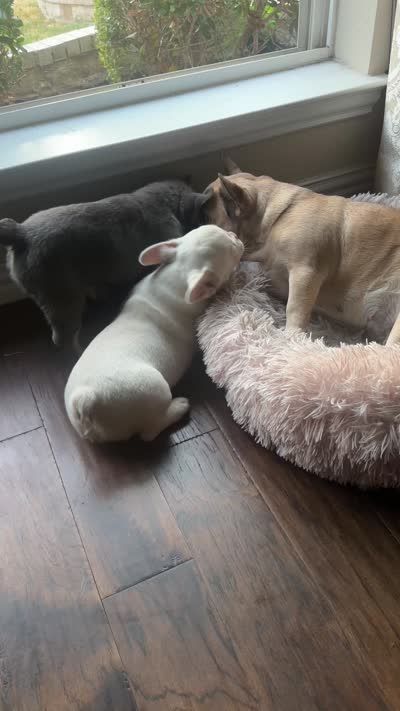 Angel, a male French Bulldog for sale in Frisco, TX – 7 of 10