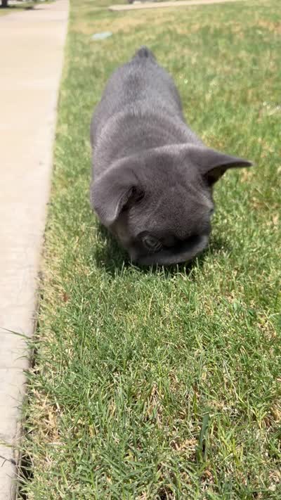 Rocky, a male French Bulldog for sale in Frisco, TX – 7 of 7