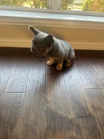 Rocky, a male French Bulldog for sale in Frisco, TX – 8 of 10