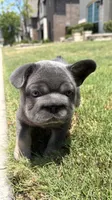 Rocky, a male French Bulldog for sale in Frisco, TX – 2 of 7
