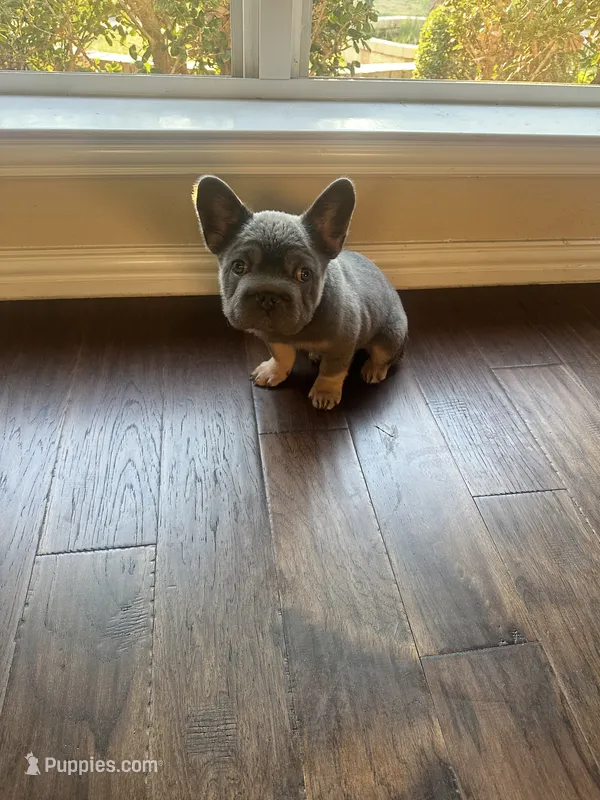 Rocky – French Bulldog puppy for sale in Frisco, TX
