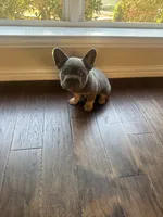 Rocky, a male French Bulldog for sale in Frisco, TX – 1 of 10