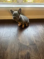 Rocky, a male French Bulldog for sale in Frisco, TX – 4 of 10