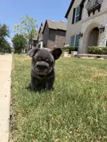 Rocky, a male French Bulldog for sale in Frisco, TX – 6 of 7
