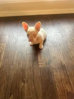 Angel, a male French Bulldog for sale in Frisco, TX – 3 of 10