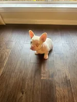 Angel, a male French Bulldog for sale in Frisco, TX – 9 of 10