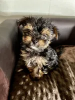 Jack Daniels , a male Yorkshire Terrier for sale in Atlanta, GA – 9 of 9