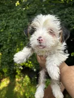 Cabernet , a male Yorkshire Terrier for sale in Atlanta, GA – 2 of 3