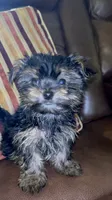 Jack Daniels , a male Yorkshire Terrier for sale in Atlanta, GA – 2 of 9