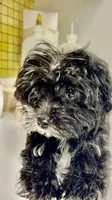Bailey , a male Maltese for sale in Atlanta, GA – 4 of 5