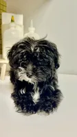 Bailey , a male Maltese for sale in Atlanta, GA – 3 of 5